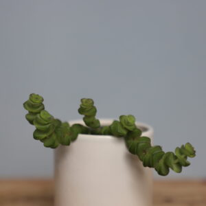 crassula-hottentot-baby-rastlinkovo