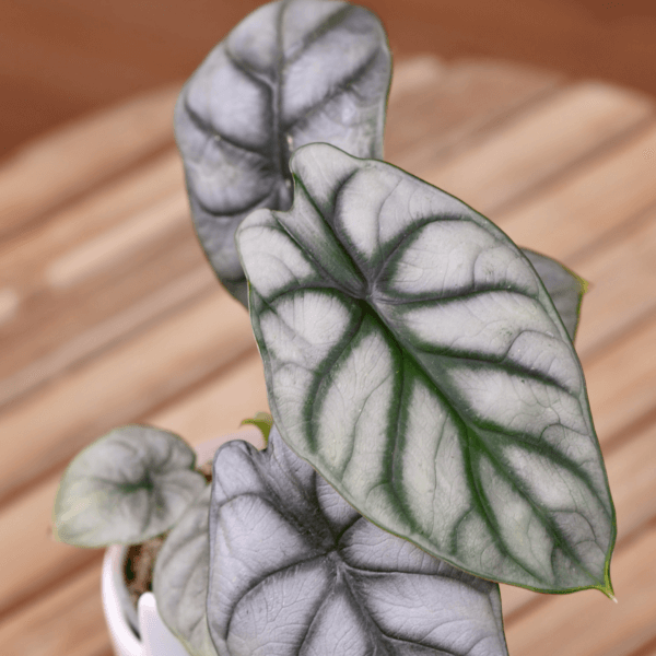 alocasia-silver-dragon-baby-rastlinkovo