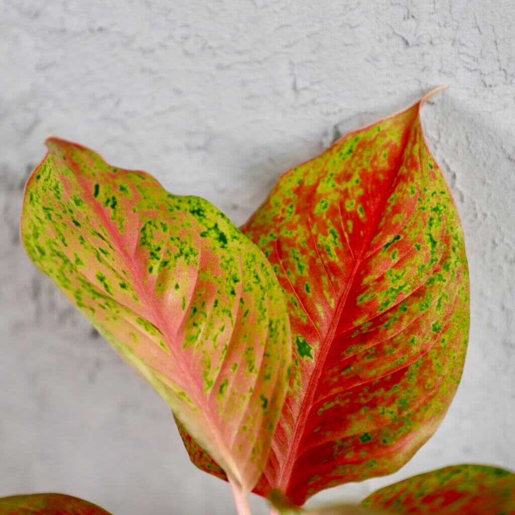 aglaonema-harlequin-rastlinkovo