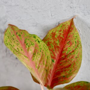 aglaonema-harlequin-rastlinkovo