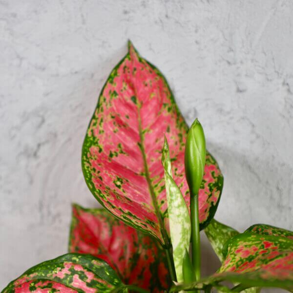 aglaonema-anyamanee-rastlinkovo