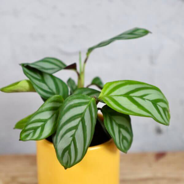 calathea-anulque-rastlinkovo