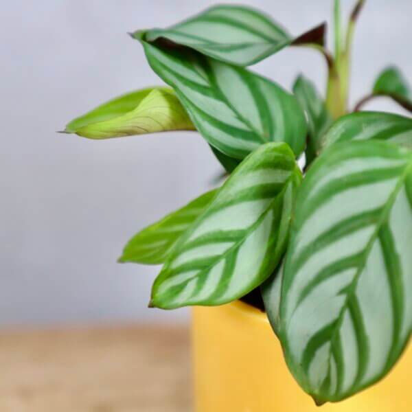 calathea-anulque-rastlinkovo