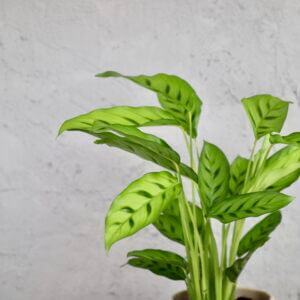 calathea-neon-rastlinkovo