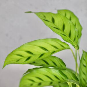 calathea-neon-rastlinkovo