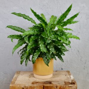 calathea-rufibarba-green-rastlinkovo