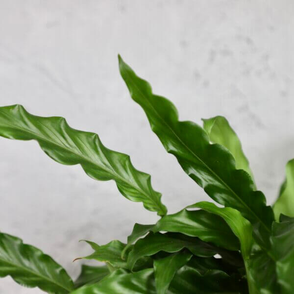 calathea-rufibarba-green-rastlinkovo