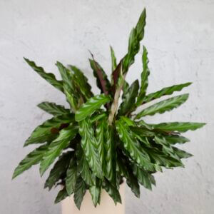 calathea-rufibarba-purple-rastlinkovo