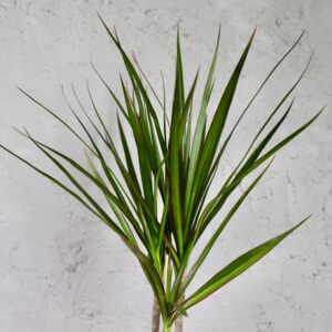 dracaena-marginata-rastlinkovo-3