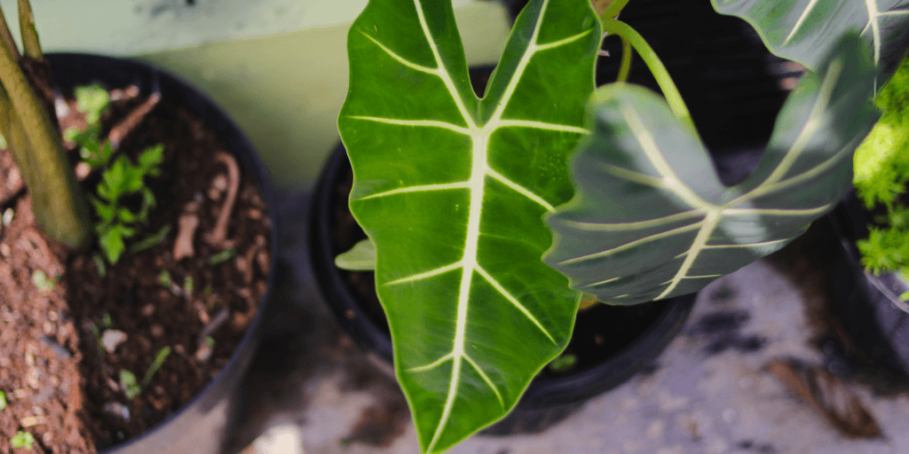 alocasia-frydek-rastlinkovo