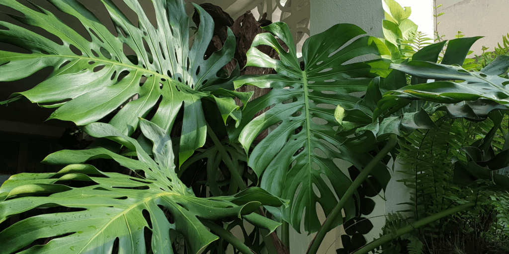 monstera-deliciosa-rastlinkovo