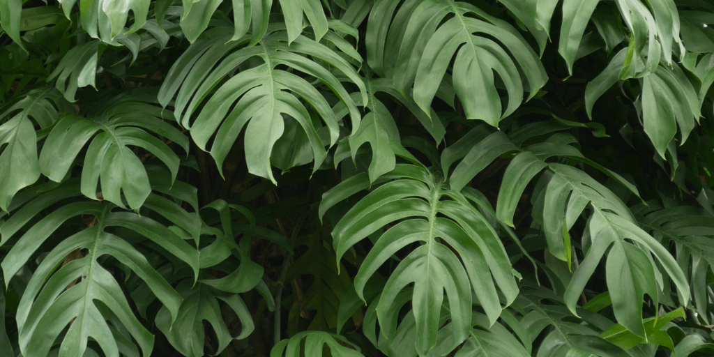 monstera-rastlinkovo