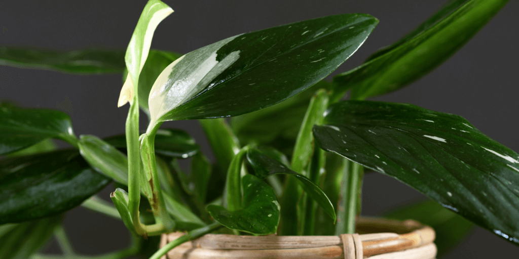 monstera-standleyana-rastlinkovo