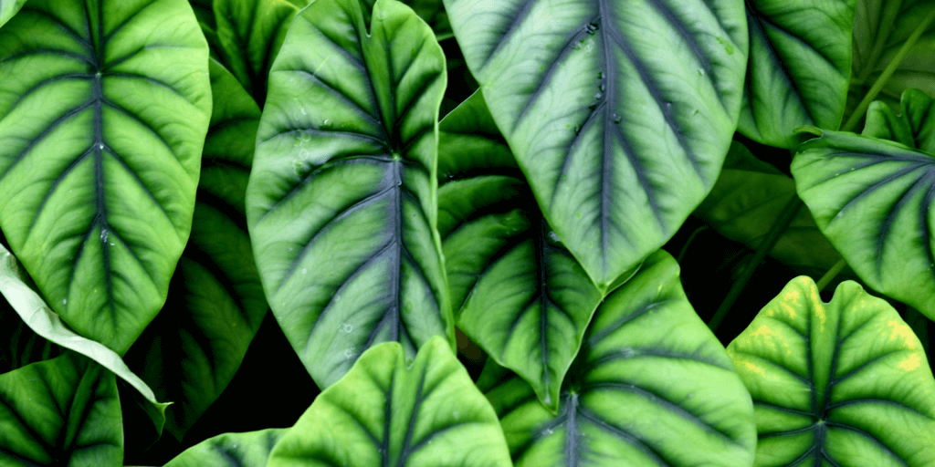 alocasia-green-shield-rastlinkovo