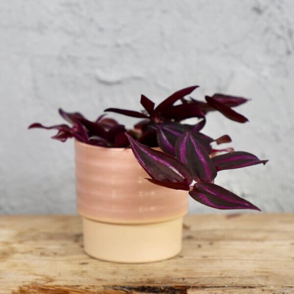 tradescantia-purple-passion-rastlinkovo