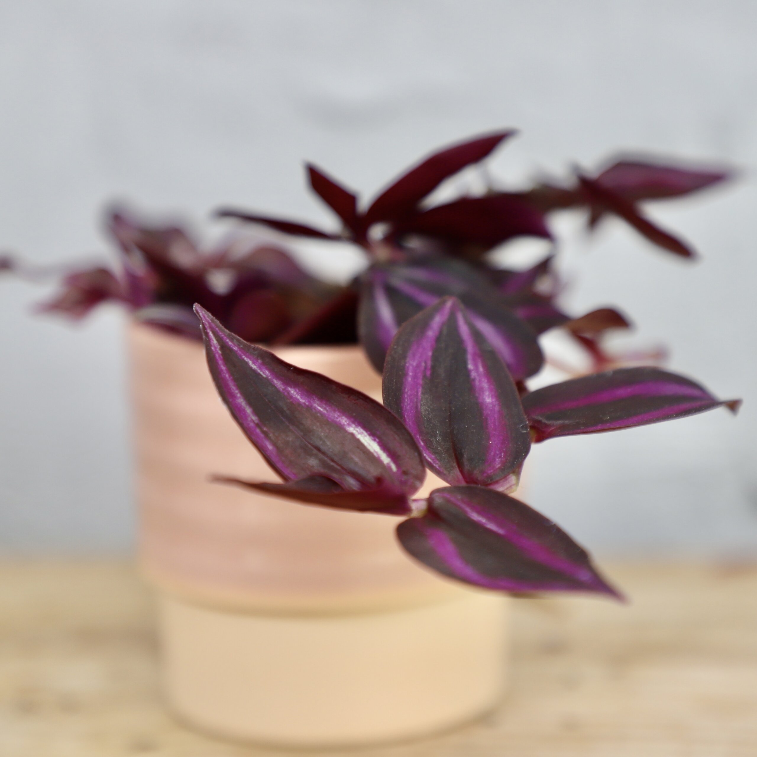 tradescantia-purple-passion-rastlinkovo