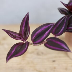 tradescantia-purple-passion-rastlinkovo