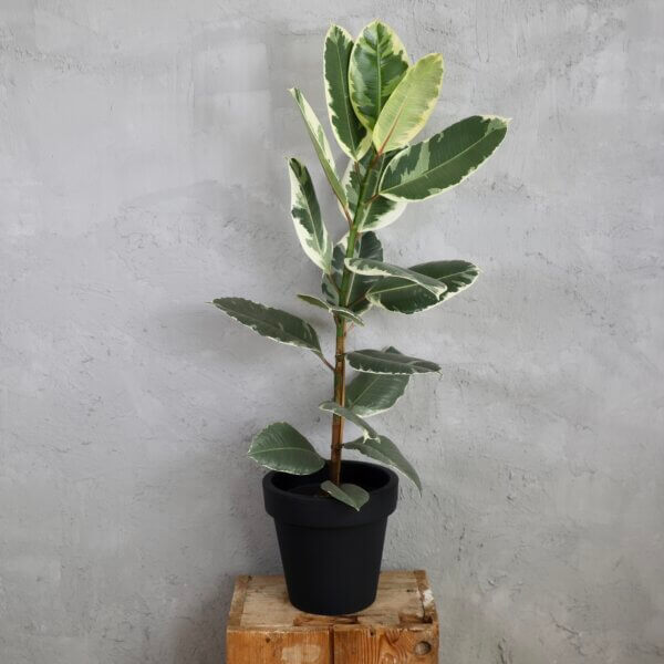 ficus-elastica-tineke-rastlinkovo