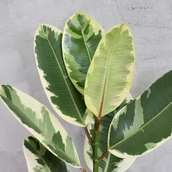 ficus-elastica-tineke-rastlinkovo