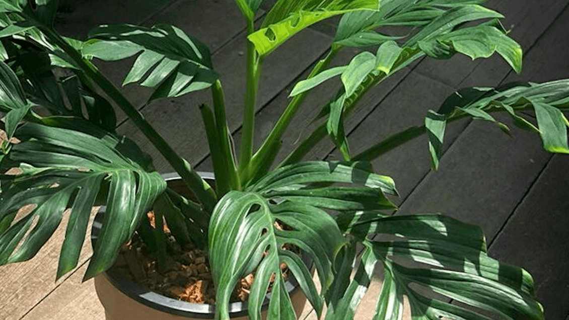 monstera-pinnatipartita-rastlinkovo