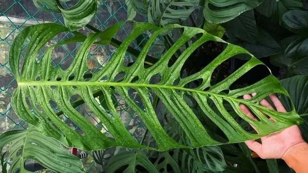 monstera-epipremnoides-esqueleto-rastlinkovo