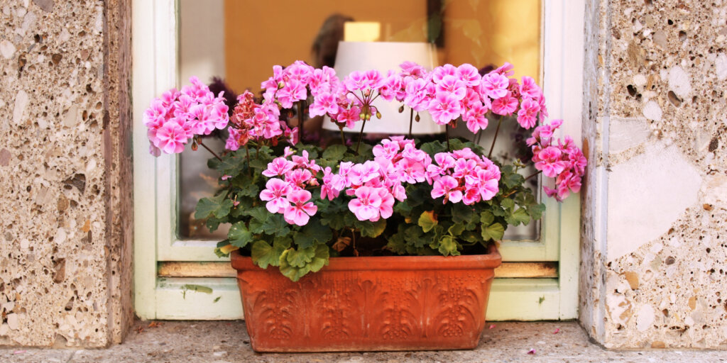 muskaty-pelargonie-rastlinkovo