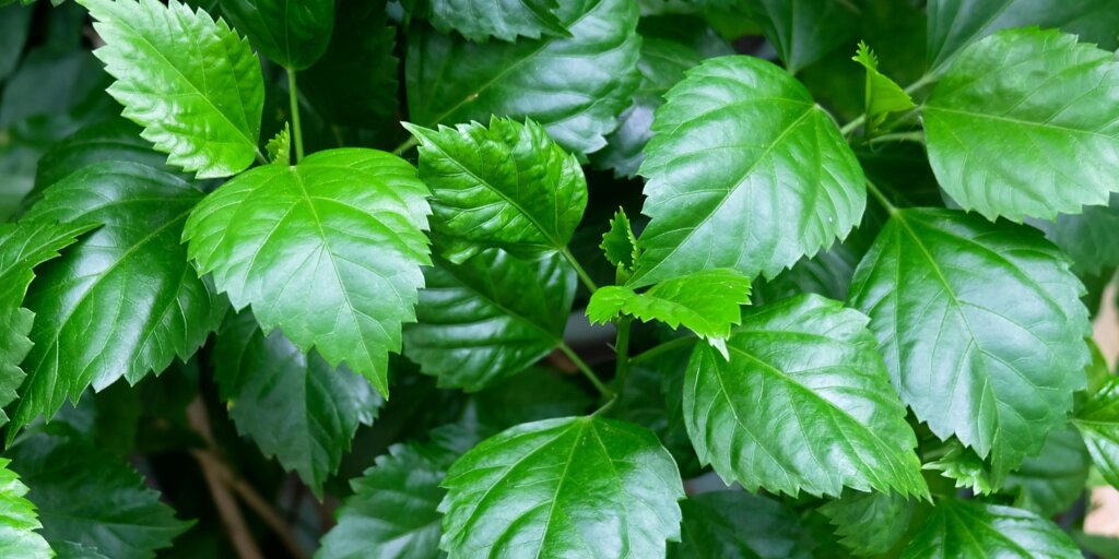 hibiscus-ibistek-cinska-ruza-rastlinkovo