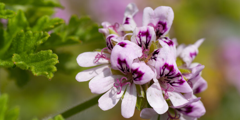 muskaty-pelargonie-rastlinkovo