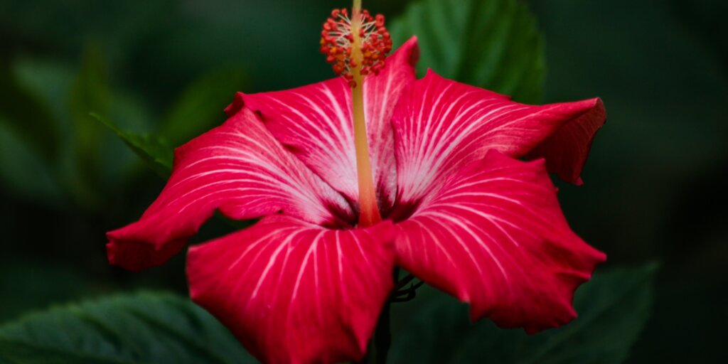 hibiscus-ibistek-cinska-ruza-rastlinkovo