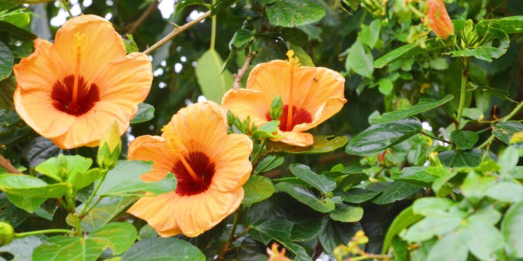 hibiscus-ibistek-cinska-ruza-rastlinkovo