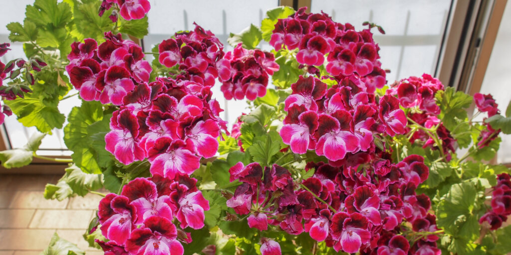 muskaty-pelargonie-rastlinkovo