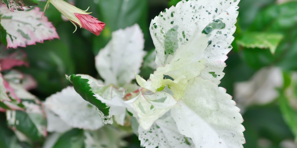 hibiscus-ibistek-cinska-ruza-rastlinkovo