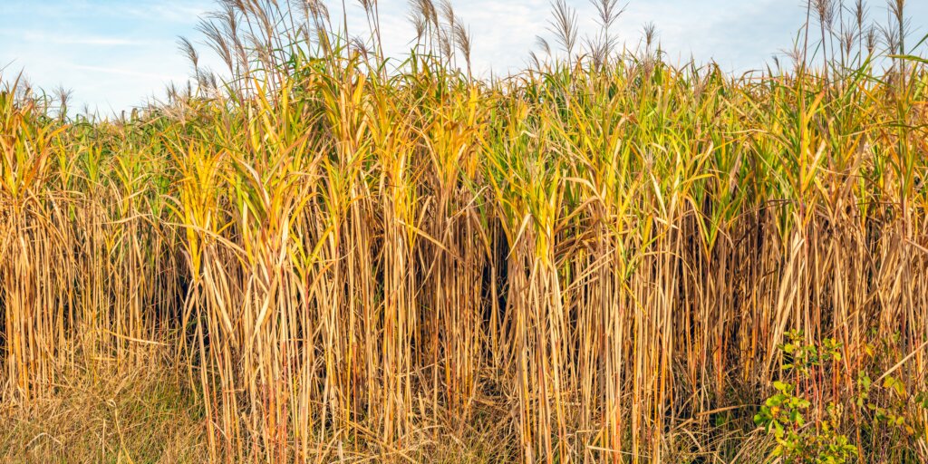 miscanthus-rastlinkovo