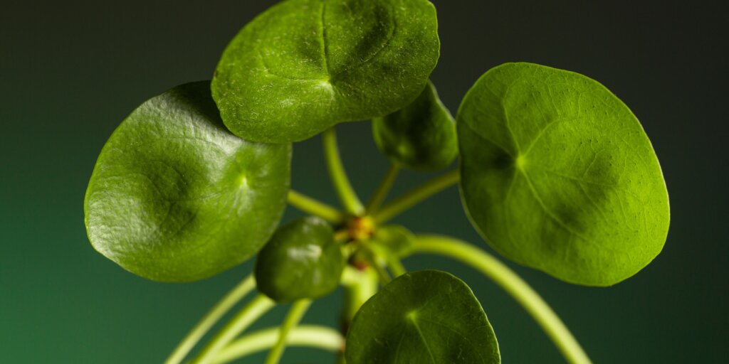 pilea-peperomioides-starostlivost-rastlinkovo