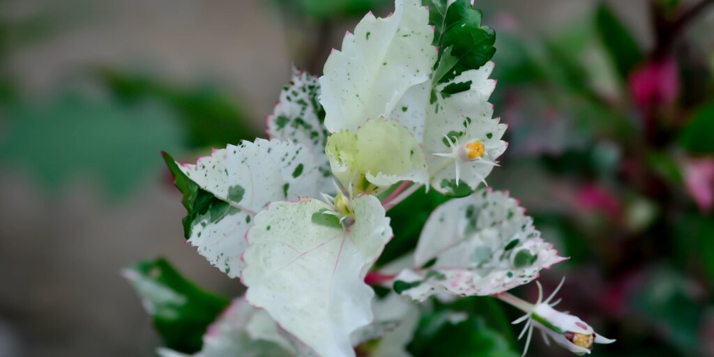 hibiscus-ibistek-cinska-ruza-rastlinkovo