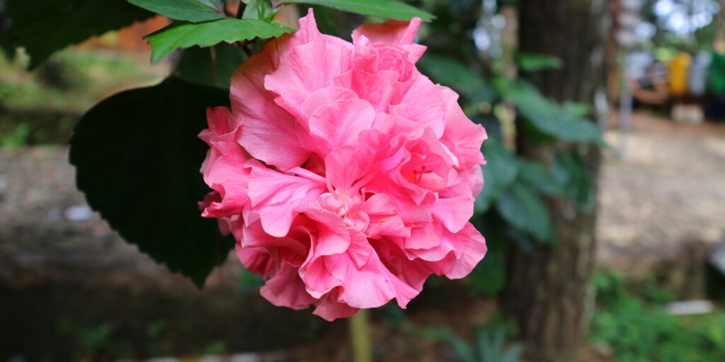 hibiscus-ibistek-cinska-ruza-rastlinkovo