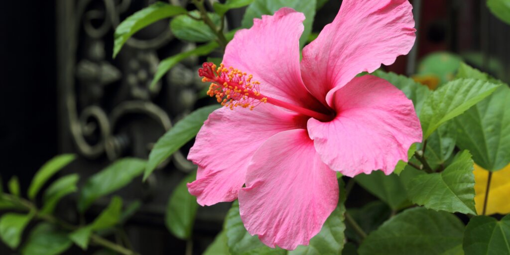 hibiscus-ibistek-cinska-ruza-rastlinkovo