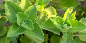 plectranthus-nadchovnik-cuban-oregano-rastlinkovo