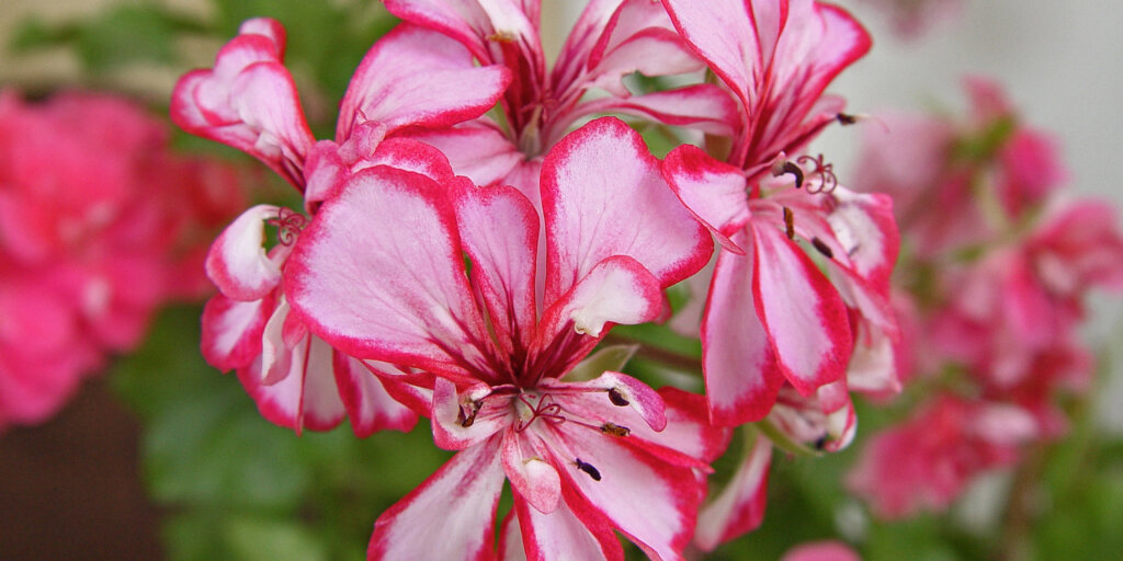 muskaty-pelargonie-rastlinkovo