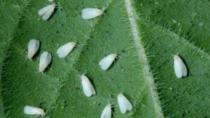 molice-whiteflies-skodce-na-izbovych-rastlinach-rastlinkovo