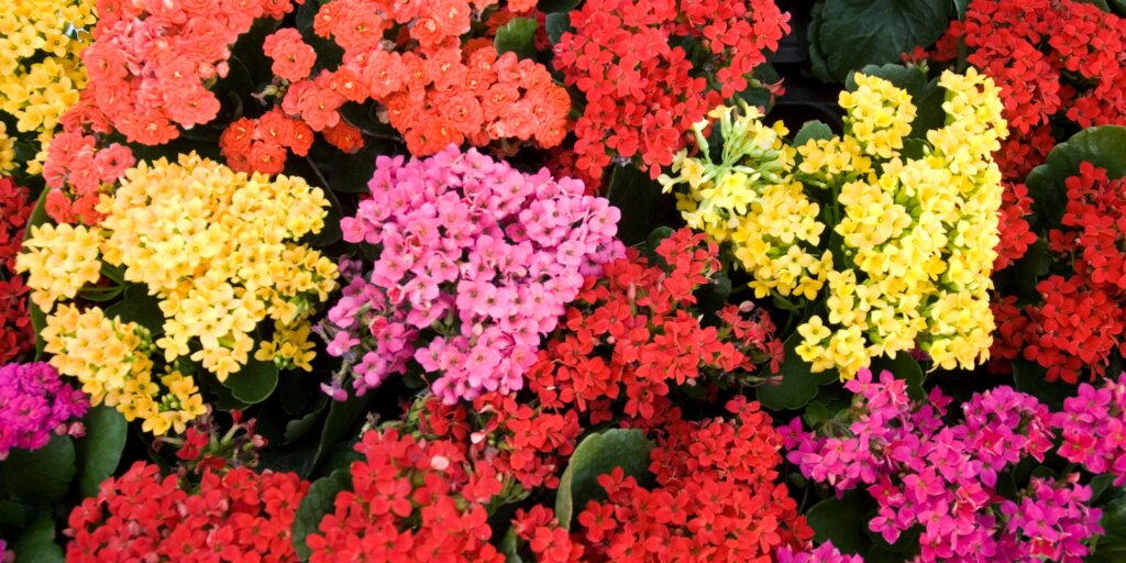 kalanchoe-rastlinkovo