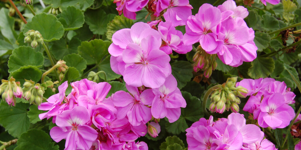 muskaty-pelargonie-rastlinkovo