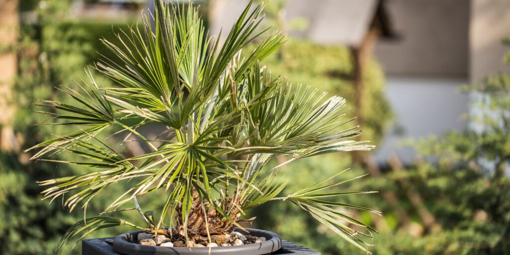 trachycarpus-fortunei-rastlinkovo