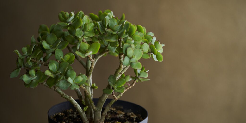 crassula-ovata-tucnolist-rastlinkovo