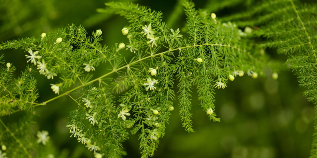 asparagus-ako-sa-starat-o-rastliny-rastlinkovo