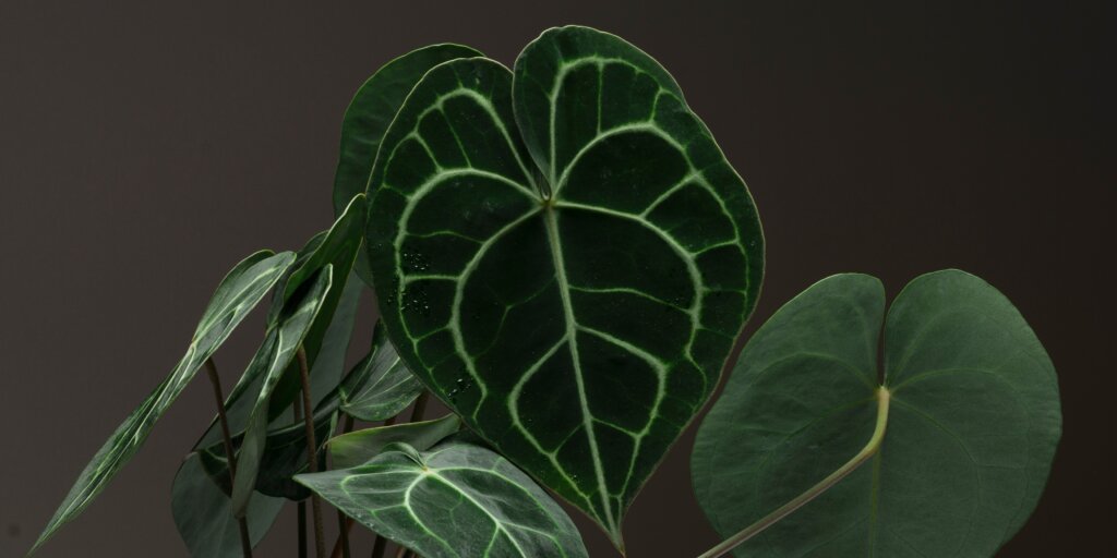 anthurium-clarinervium-rastlinkovo