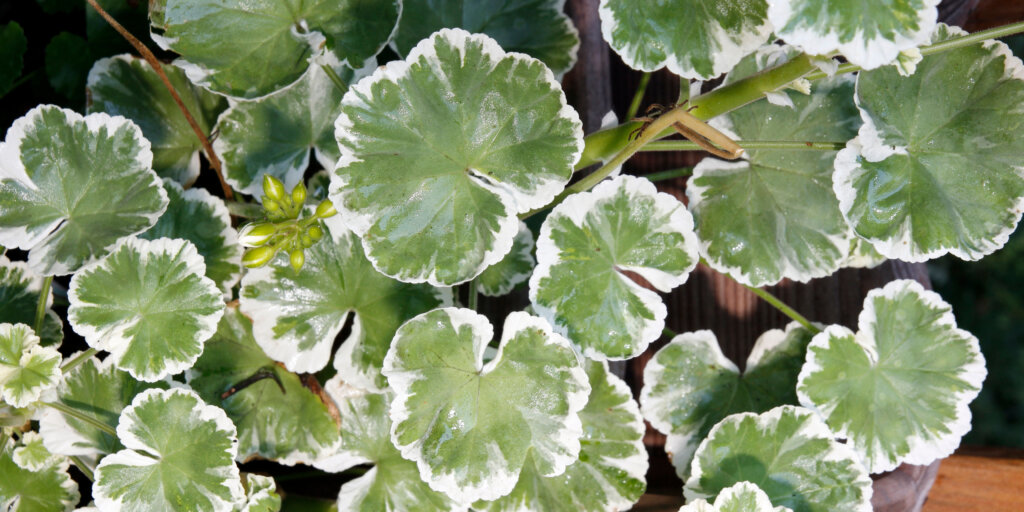 muskaty-pelargonie-rastlinkovo