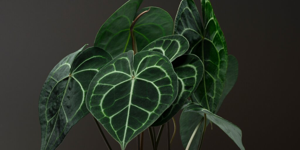 anthurium-clarinervium-rastlinkovo