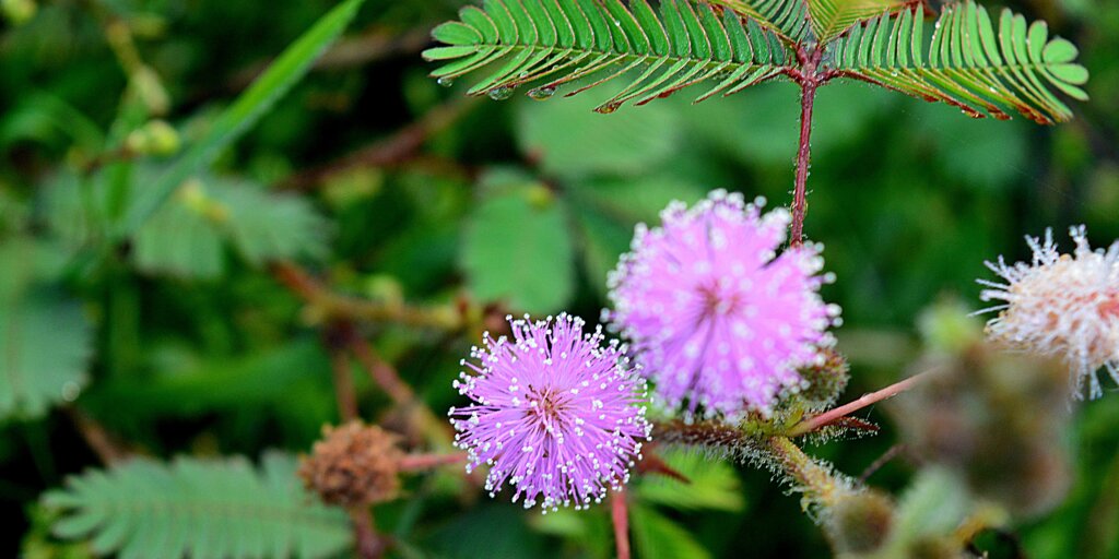 mimosa-pudica-rastlinkovo