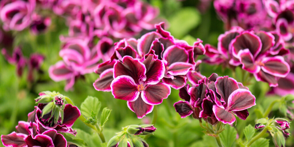 muskaty-pelargonie-rastlinkovo